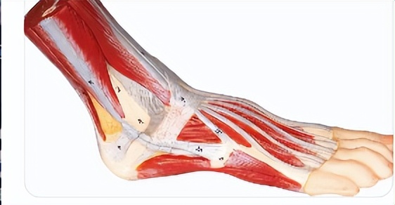 感应器鞋垫,鞋垫薄膜压力传感器