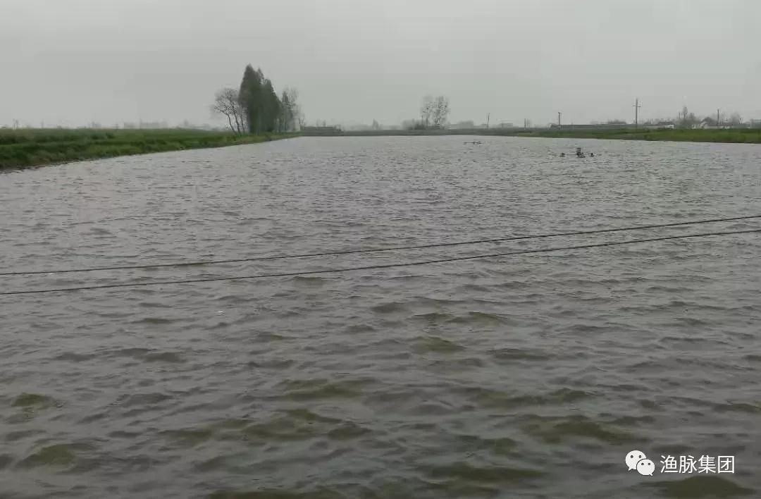水霉病怎么彻底杀菌,预防水霉病的有效药物