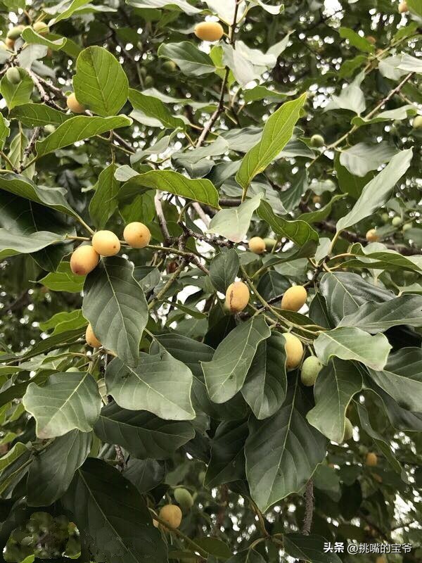 身处非洲，物种孤立进化的马达加斯加，各种奇瓜异果满岛飘香