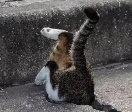 猫主子的进化史,猫主子的金刚狼爪