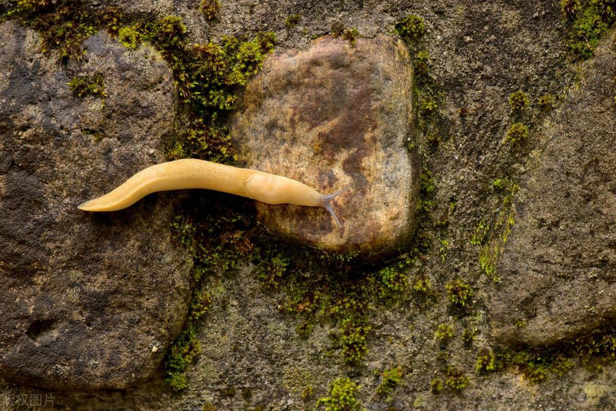 厨房鼻涕虫彻底铲除的办法,厨房鼻涕虫从哪里爬出来的