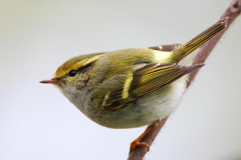 50张最佳鸟类摄影作品,鸟儿大全大图