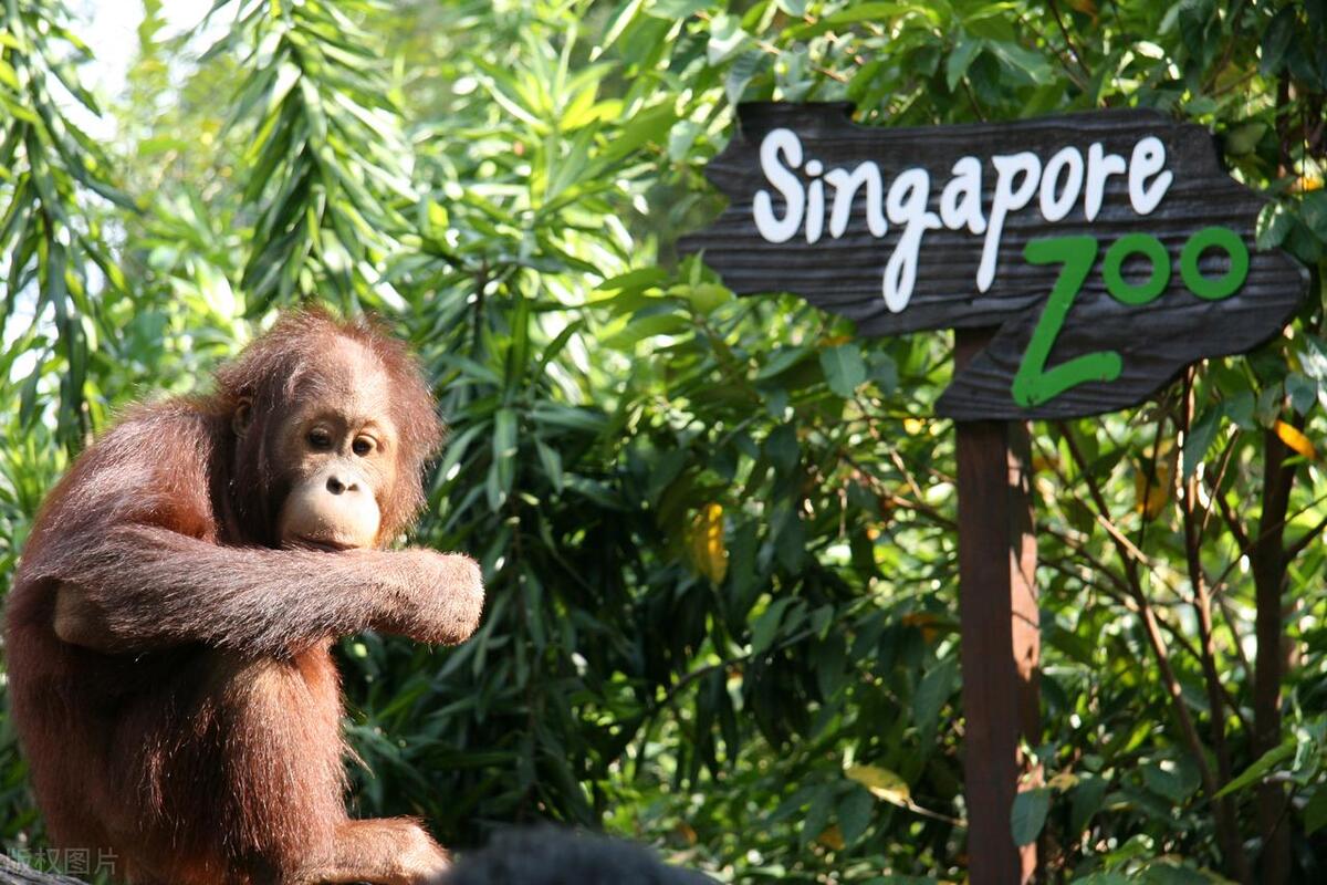 新加坡十大免费必玩景点,新加坡十大旅游景点推荐
