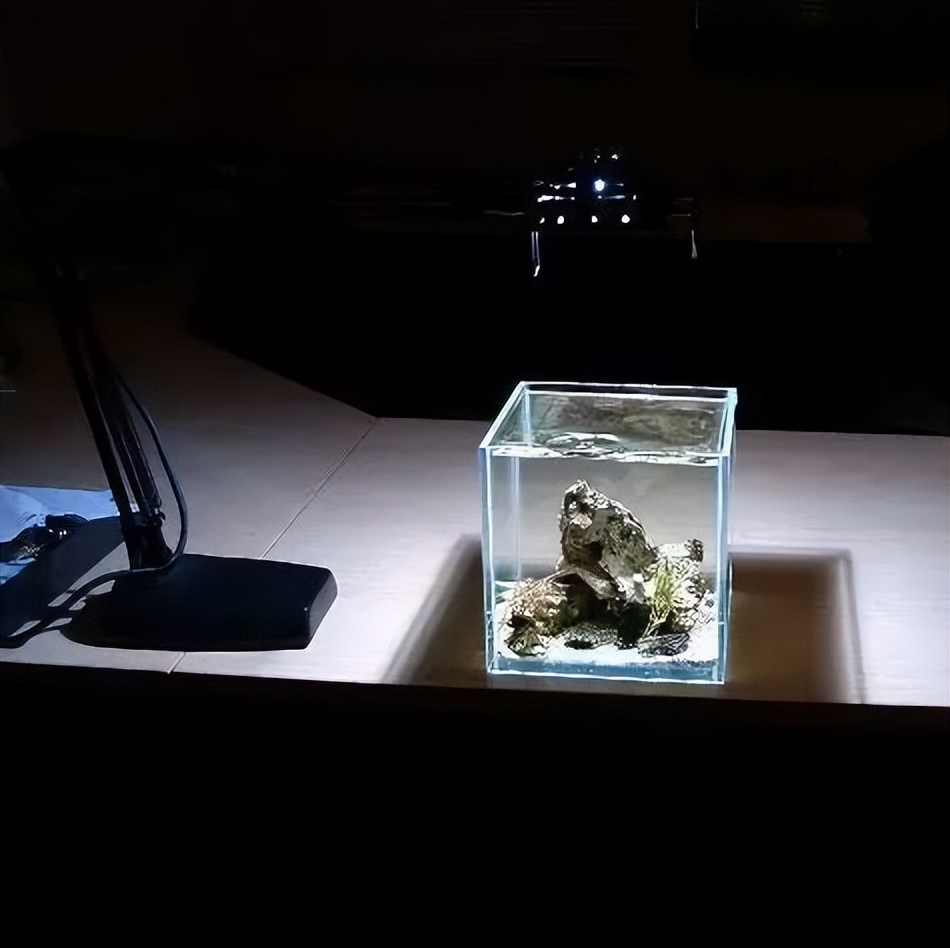 海水珊瑚缸鹦鹉螺,海水缸珊瑚视频大全