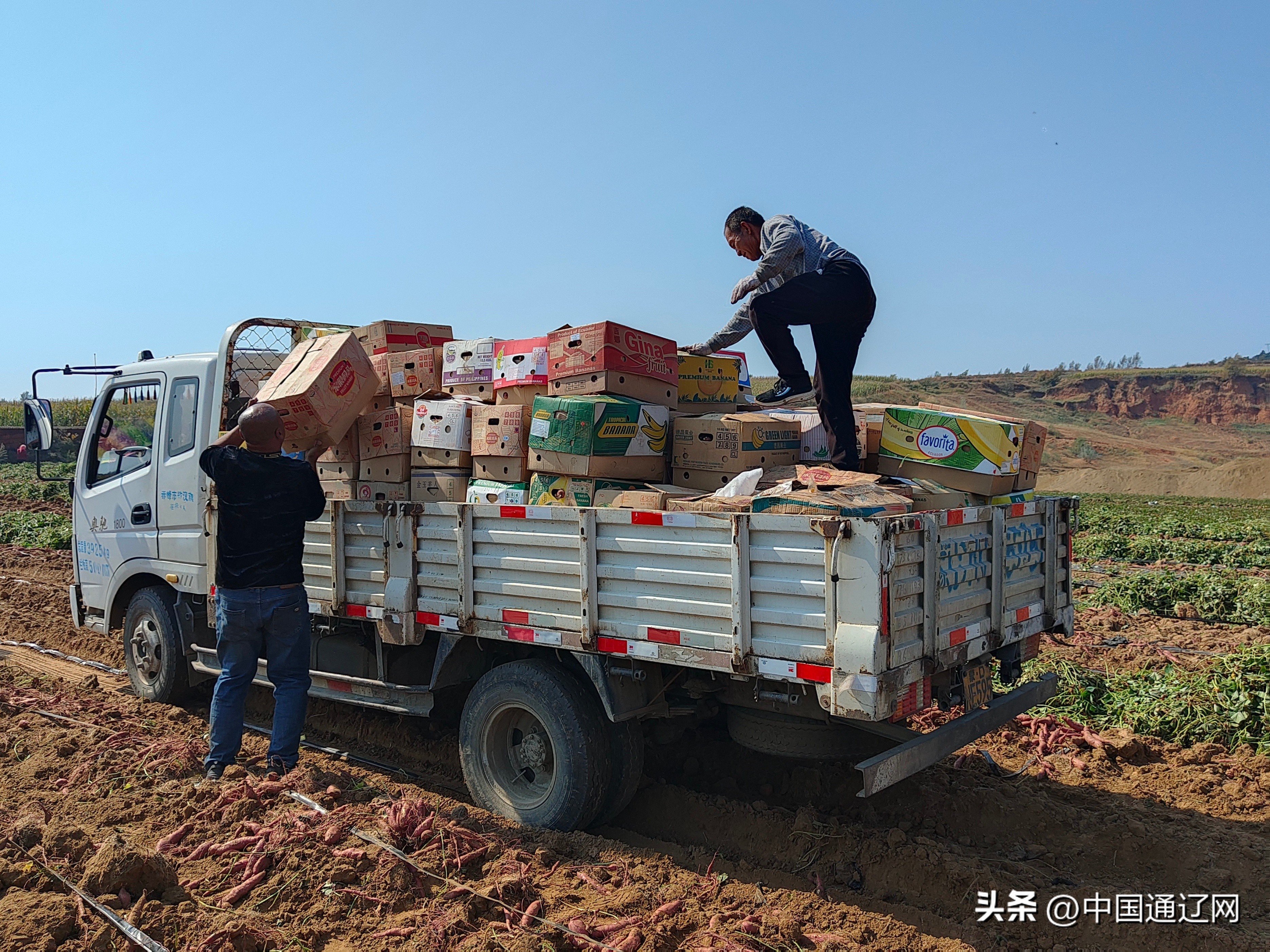 红薯成了致富薯,小甘薯