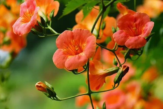 春夏之交，越来越多的花含苞欲放，这一百种娇媚蓓蕾真是美不胜收