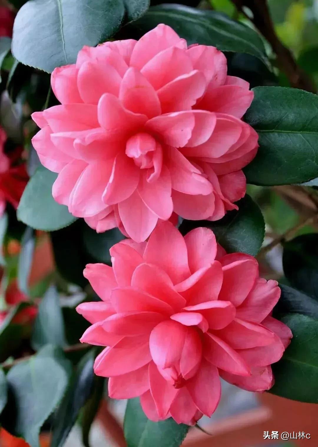 各种各样的鲜花尽情开放争芳斗艳,各种颜色的鲜花开得好美丽动人