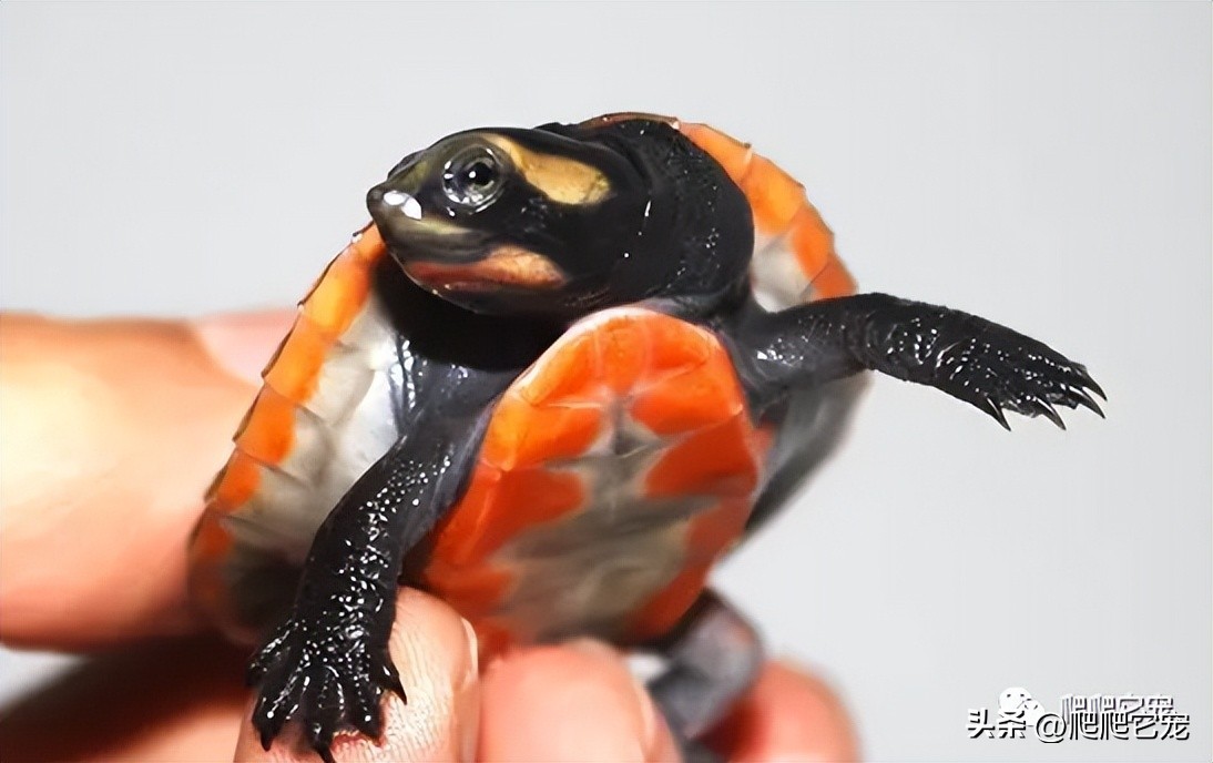 看看哪些三位数龟类性价比高！