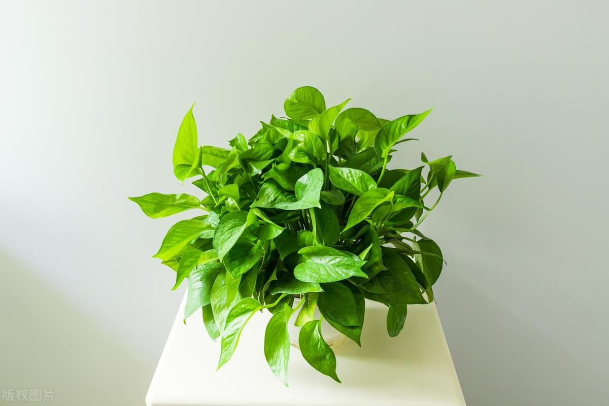 绿萝枝叶修剪完不要扔，还能插水里繁殖好几盆