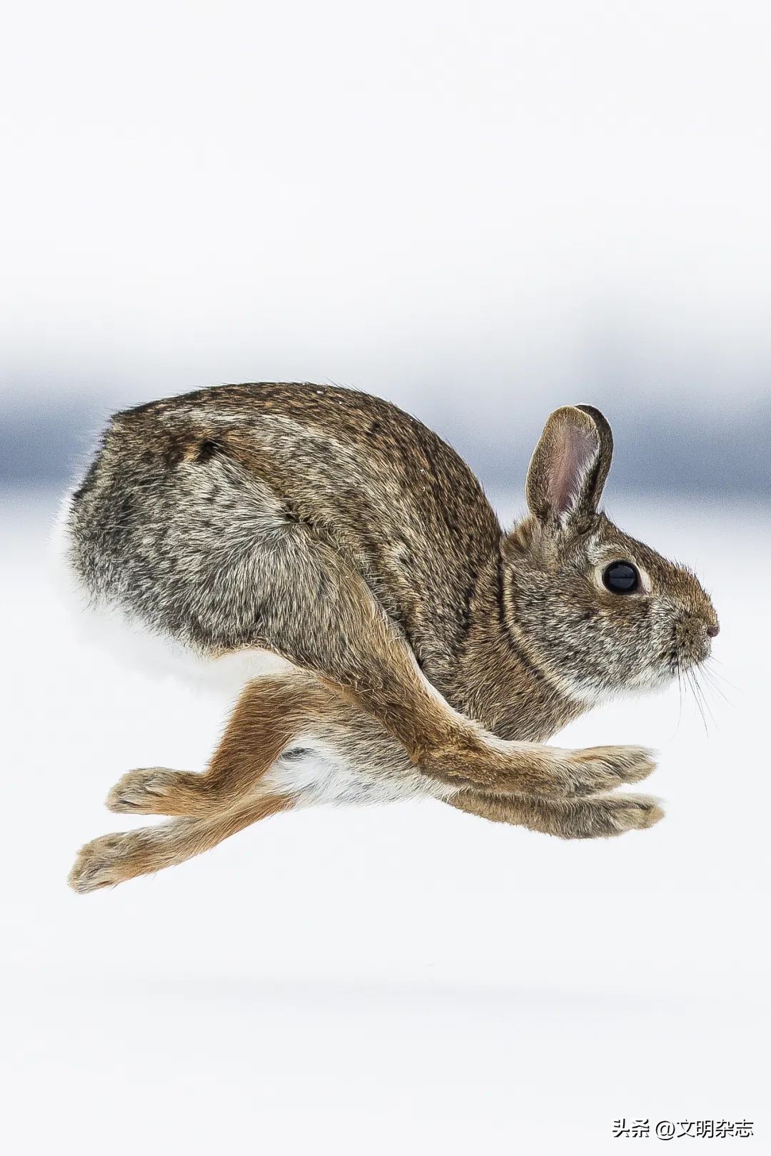 兔子来阳台,兔子来到新家