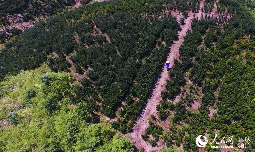 重庆南泉红豆杉,北碚青峰山红豆杉