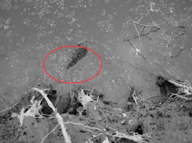 虎斑游蛇鸡冠蛇毒性大吗,十堰最近发现的鸡冠蛇