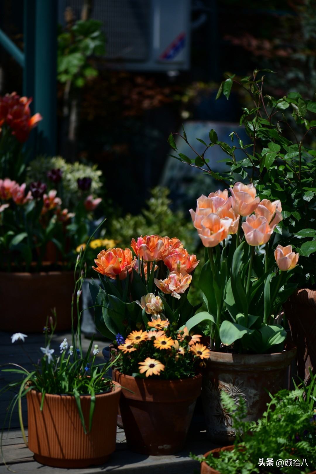 河马花园最耐阴植物,最漂亮的花园里的郁金香