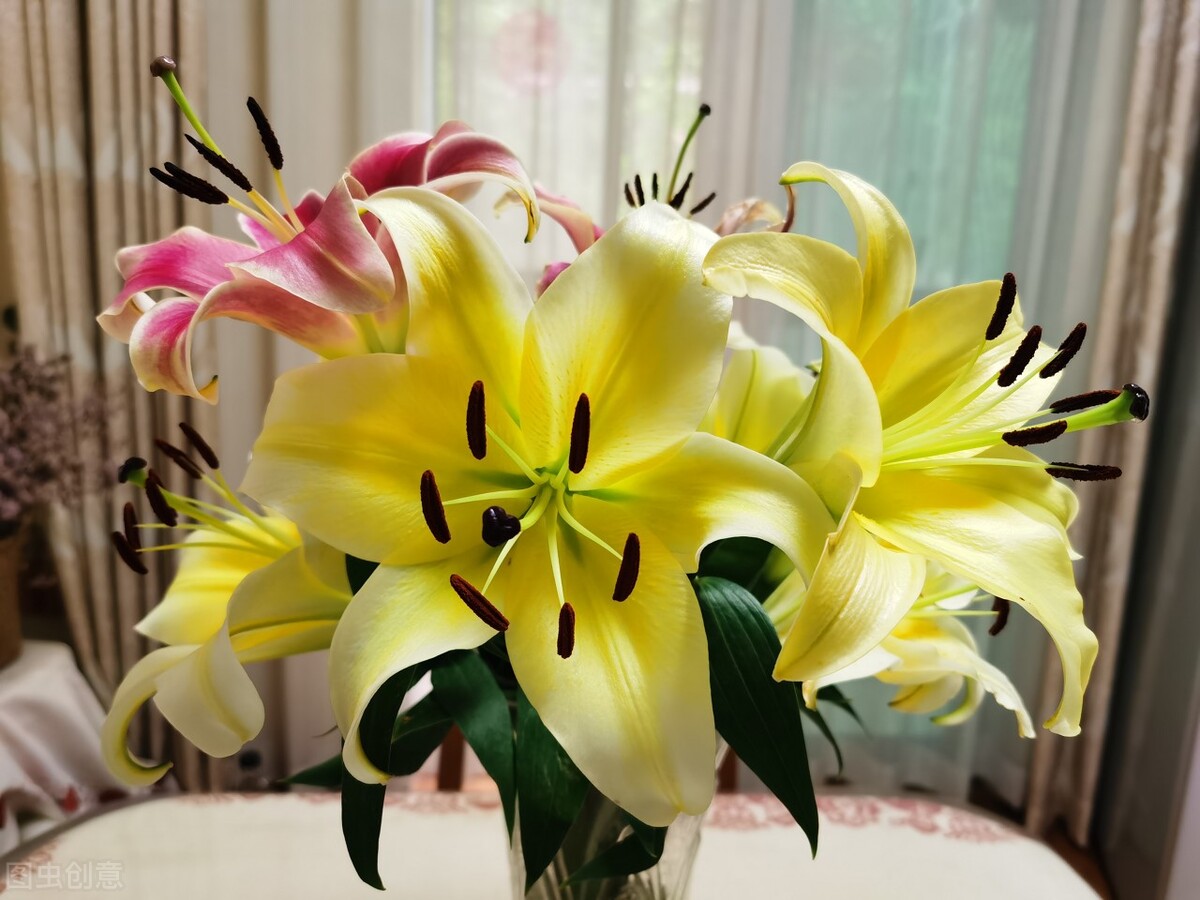 这几种动物千万不要让猫咪靠近,对猫咪有害的物品有哪些