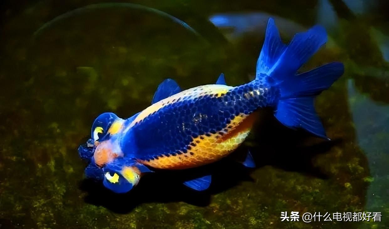 观赏鱼冬天怎么养能活,冬天鱼在鱼缸怎么办