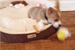 博美和柯基哪个好养,柯基比熊博美哪个更适合女孩子养