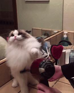 3-6个月的猫咪性格习惯养成,猫咪怎样才能让它变得听话乖巧