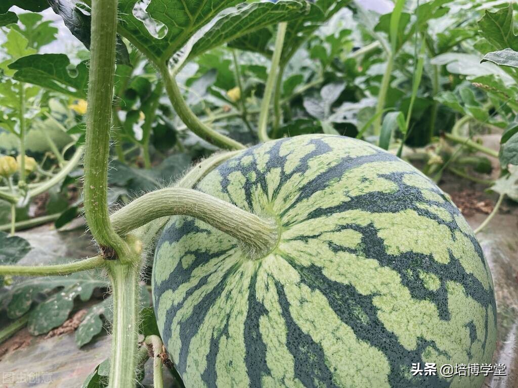 孙培博西瓜视频讲座,孙培博大棚西红柿种植技术