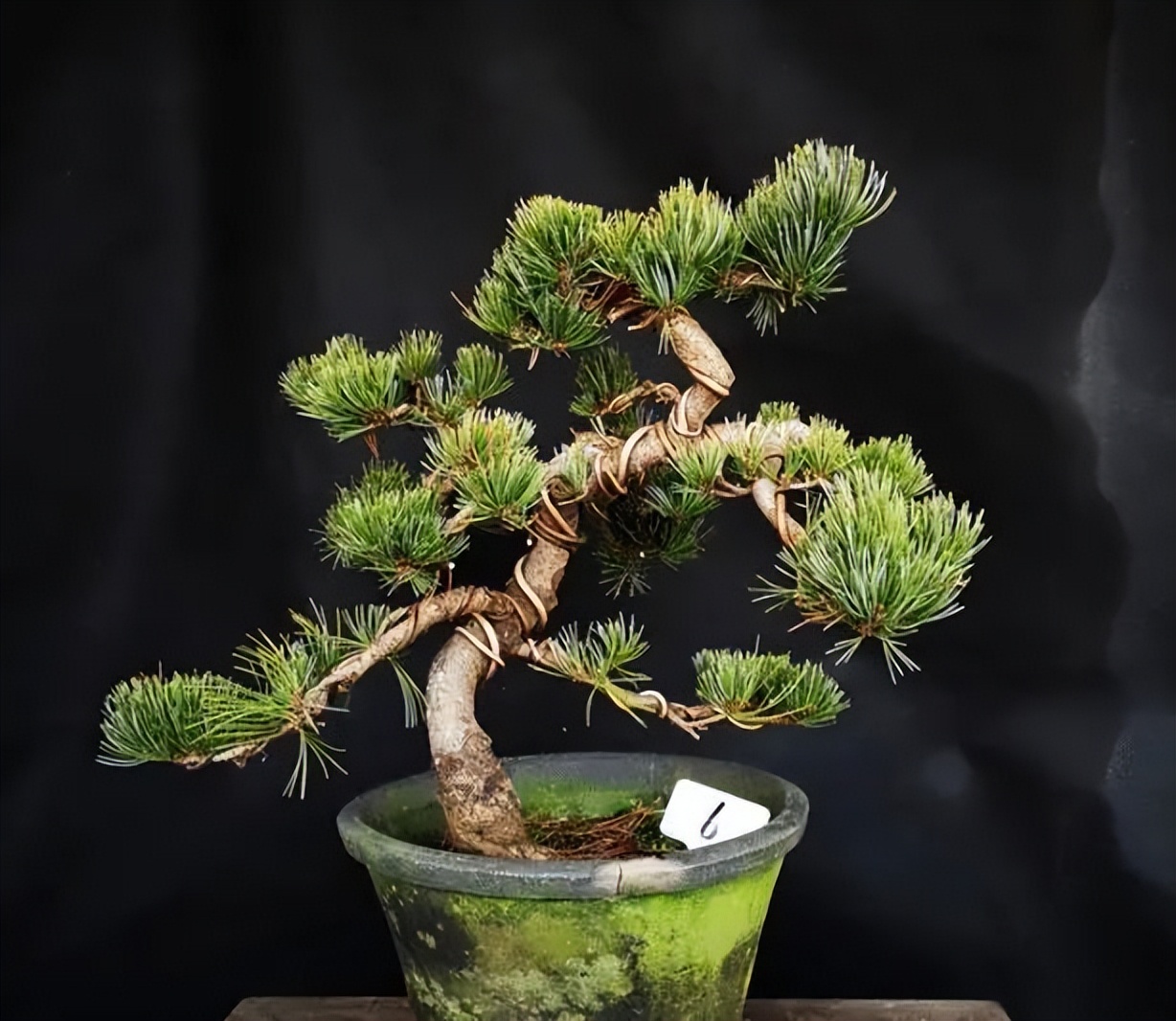 新手松树盆景制作,盆景铝线怎么蟠扎松树盆景