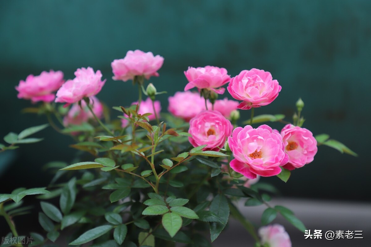 女作家去做保姆528,女作家去做保姆最新篇528