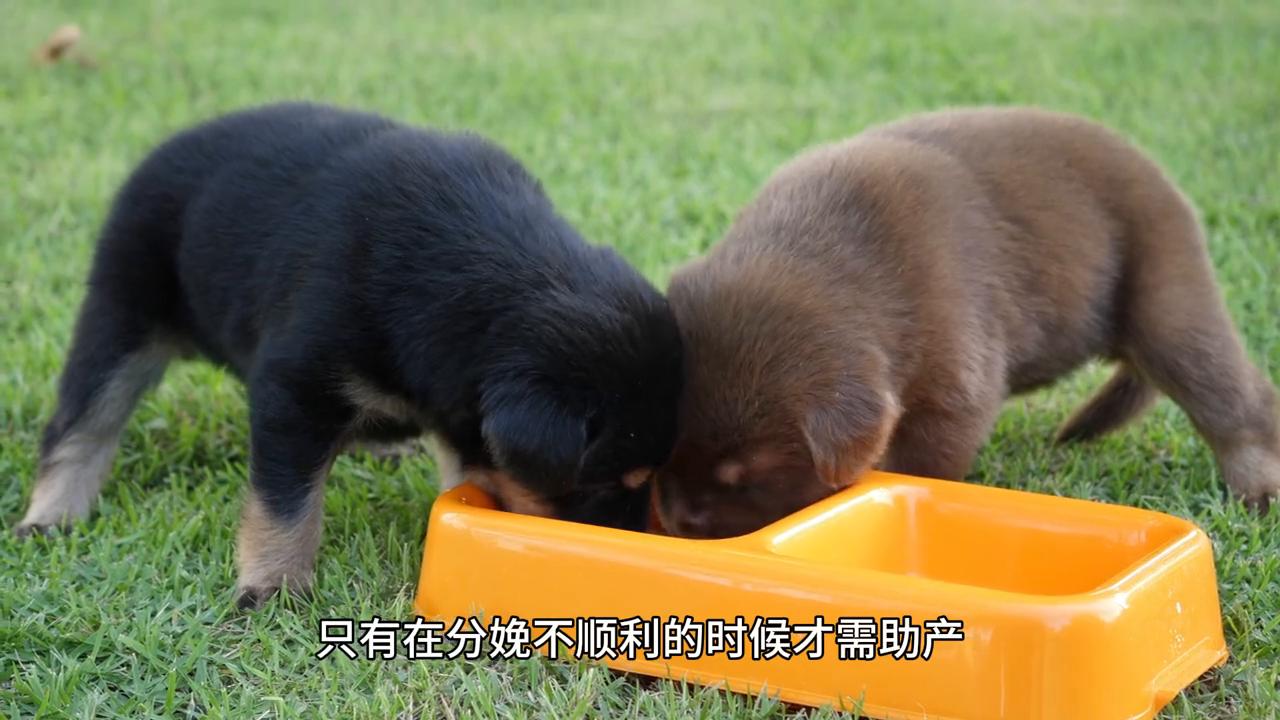 犬助产的方法,小型犬怎么助产最好养