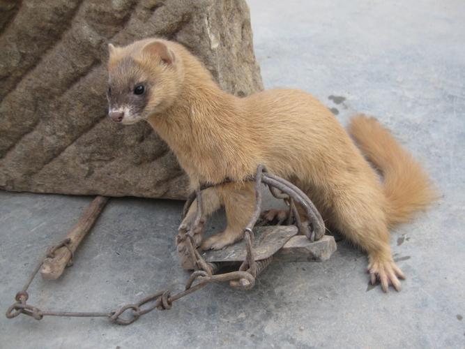 湖北一钓友常被黄鼠狼“打劫”,钓鱼佬被抢劫