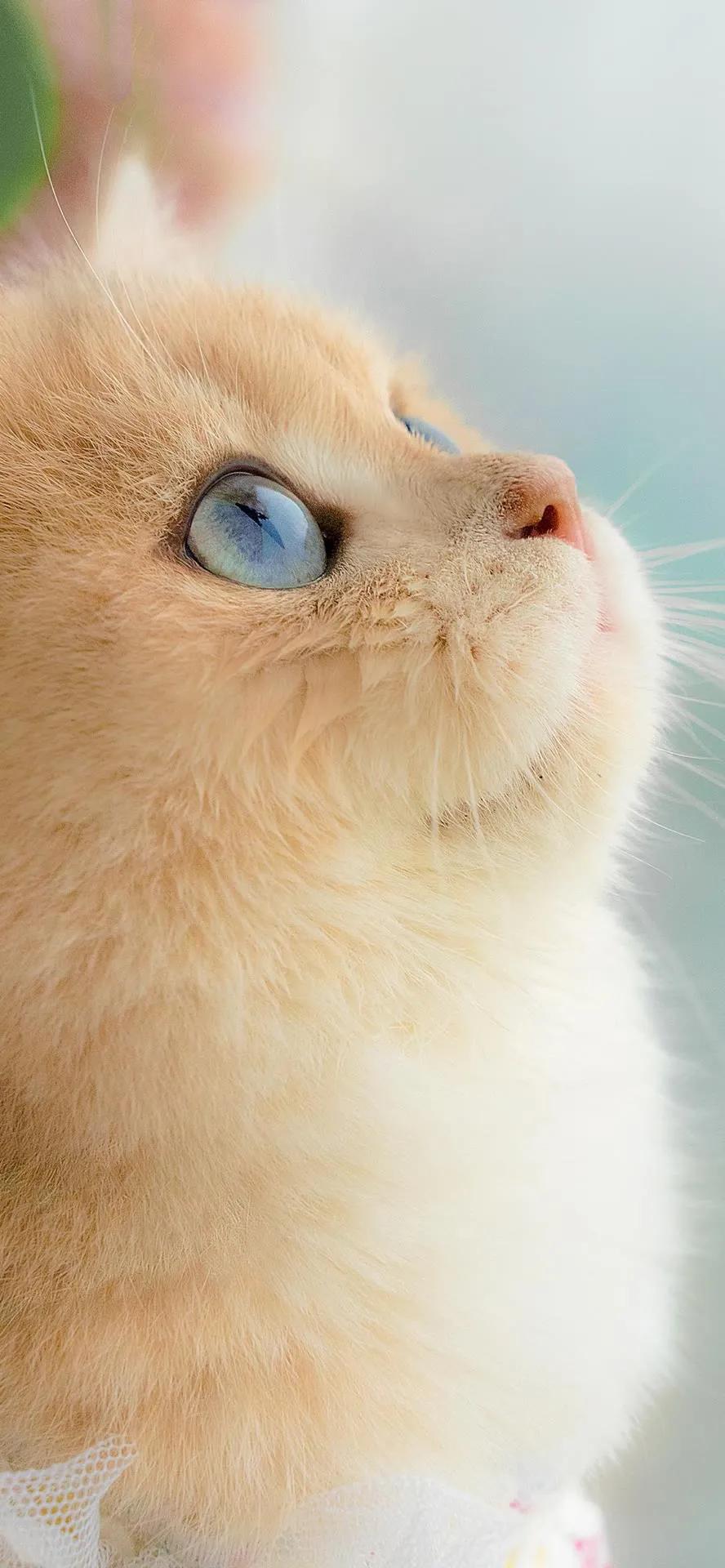 全屏手机壁纸高清无水印,特别好看的手机壁纸高清全屏