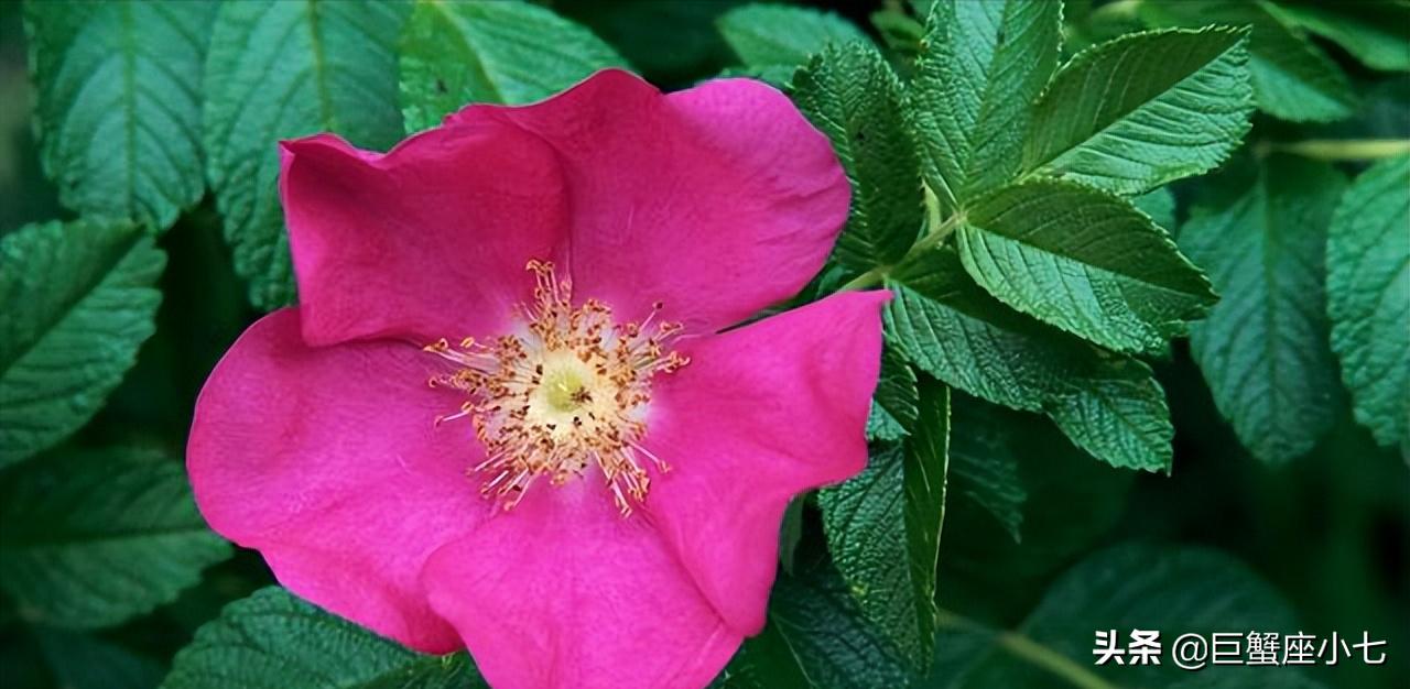 天秤座有你想不到的深情和绝情,天秤座开始对一个人冷淡