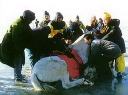 再见白龙马,无相白龙马