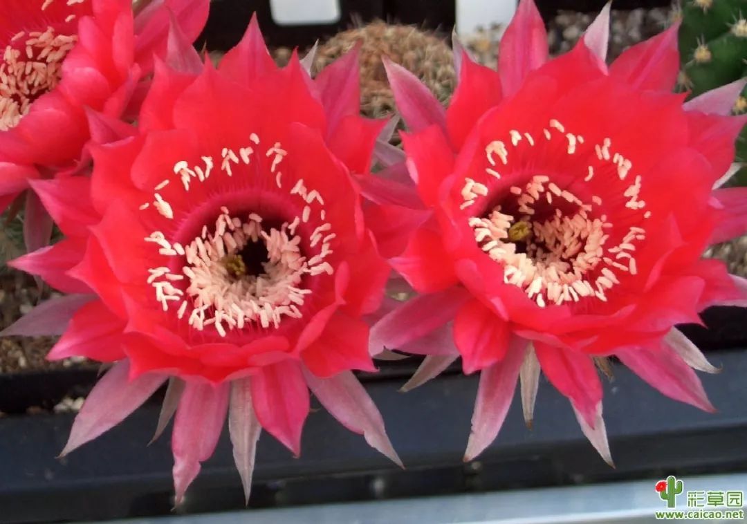 200种·仙人球开花图鉴，大开眼界，美到爆