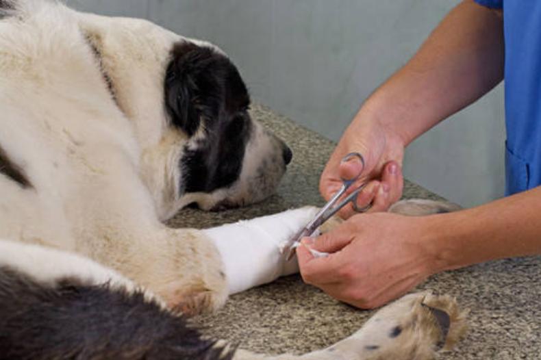 狗狗打架受伤了怎么治,萌宠狗狗打架咬坏了人家