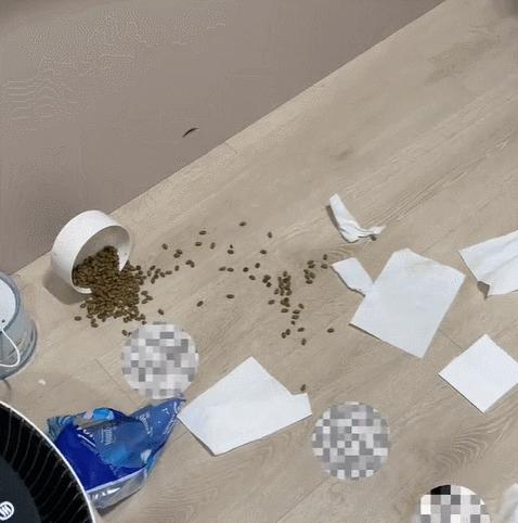 喜当爹!三只公猫凑不出一个蛋,结果...谁给母猫肚子搞大了!