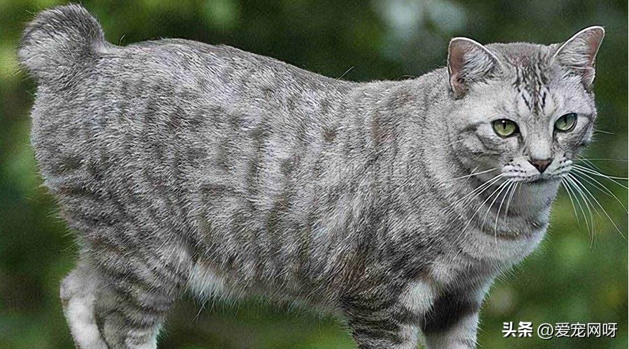 玳瑁猫咪是什么品种,猫咪品种大全及图片