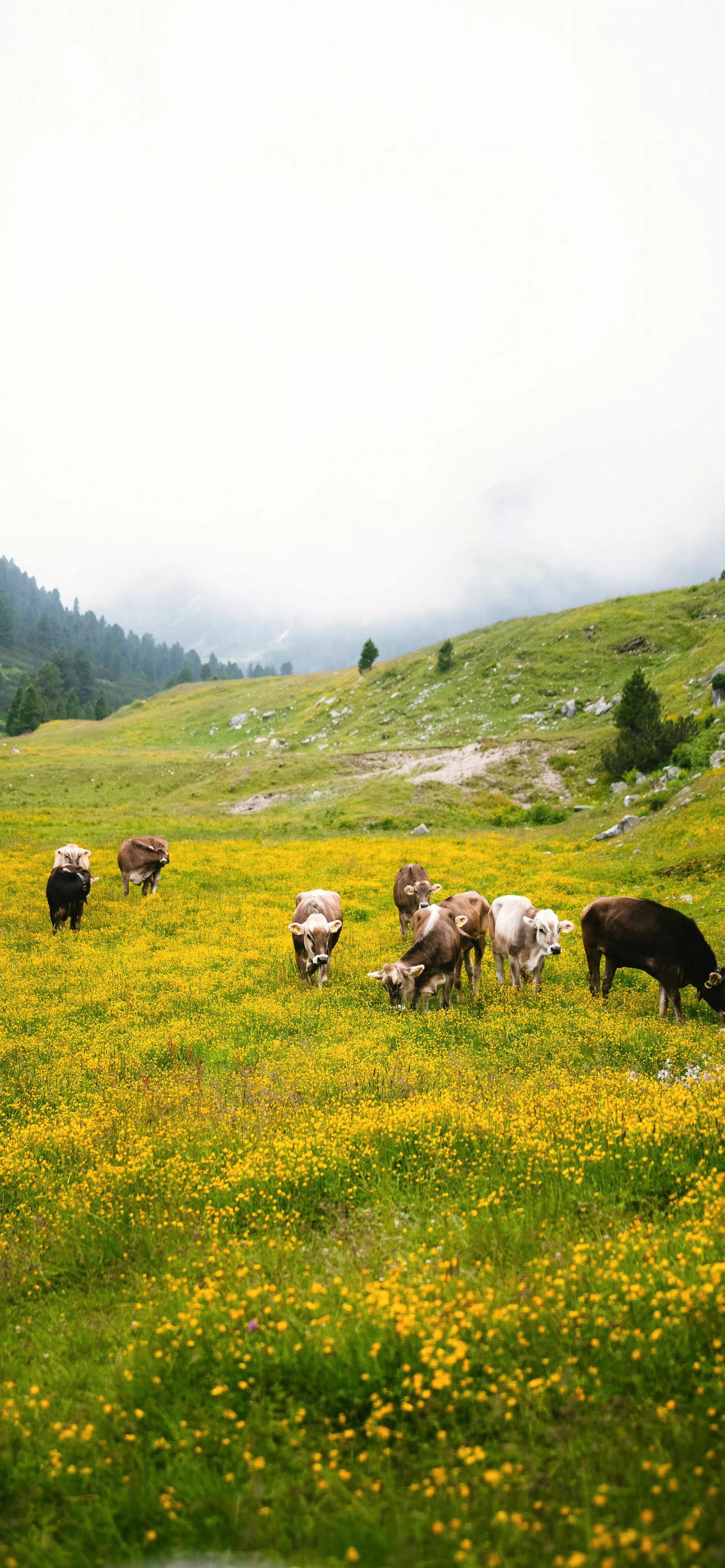 背景图冰岛,瑞士城市风光