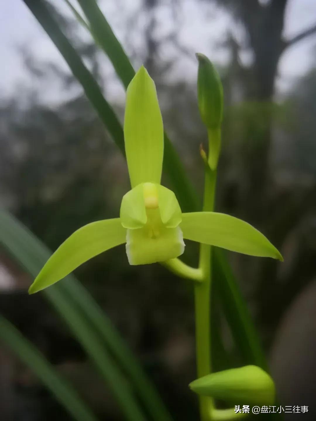 瓣型兰花和普花有什么区别,兰花中的惊喜