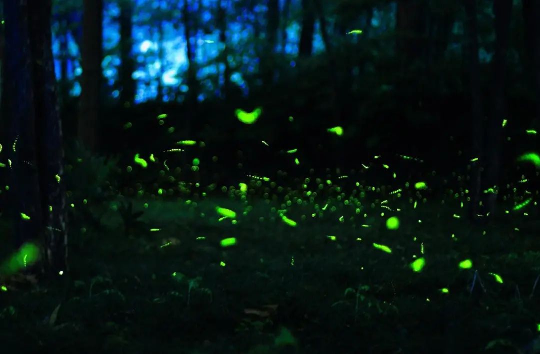 科幻发光的植物,科幻植物有哪些