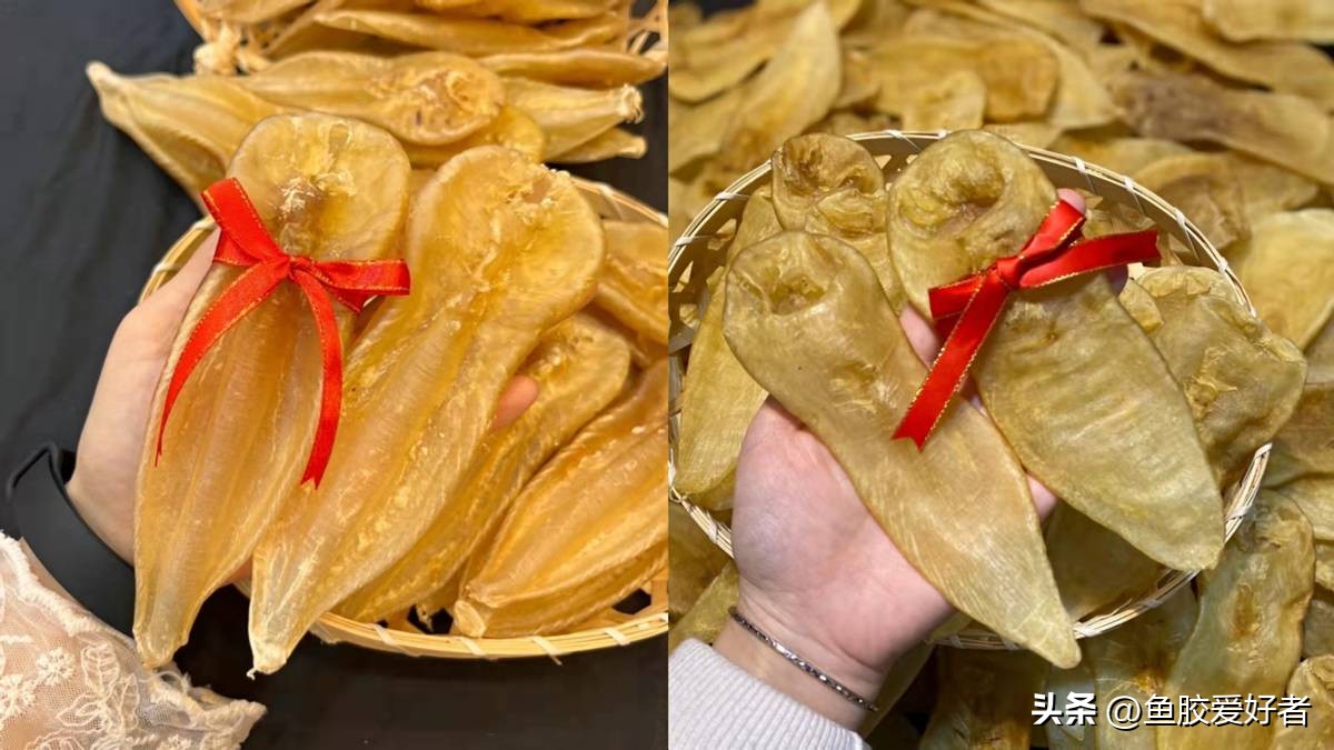 鱼胶哪个品种母比公好,鱼胶公母哪种值钱