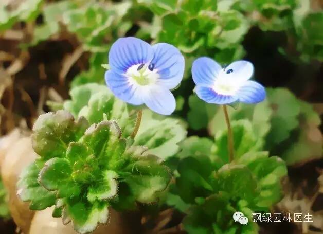 草坪杂草的防除方法,草坪杂草的物理防除