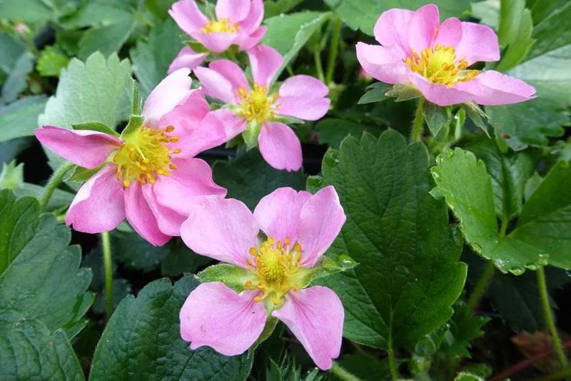 法国的弗州草莓和智利草莓从哪来,凤梨草莓跟普通草莓