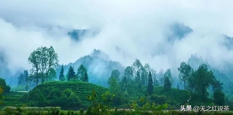 黄山特级毛峰茶,安徽黄山景区毛峰茶