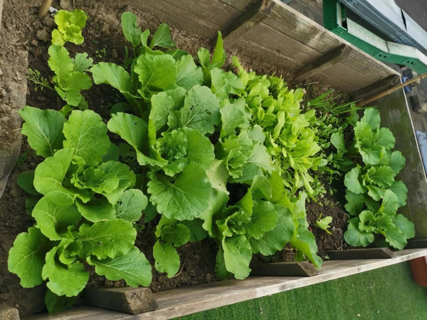 一招解决土壤板结的烦恼,多肉土壤板结发硬怎么办