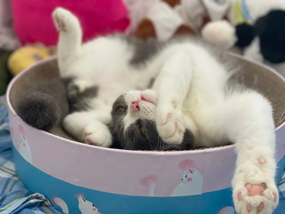 毛毛宠城堡新宠:登登|写给我的小猫咪