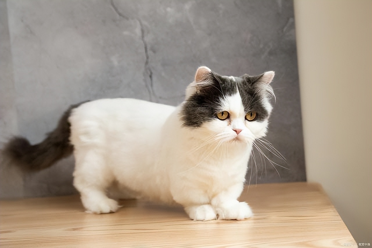 回教世界的苦行僧德尔维希：为什么长期存在却一直不温不火？