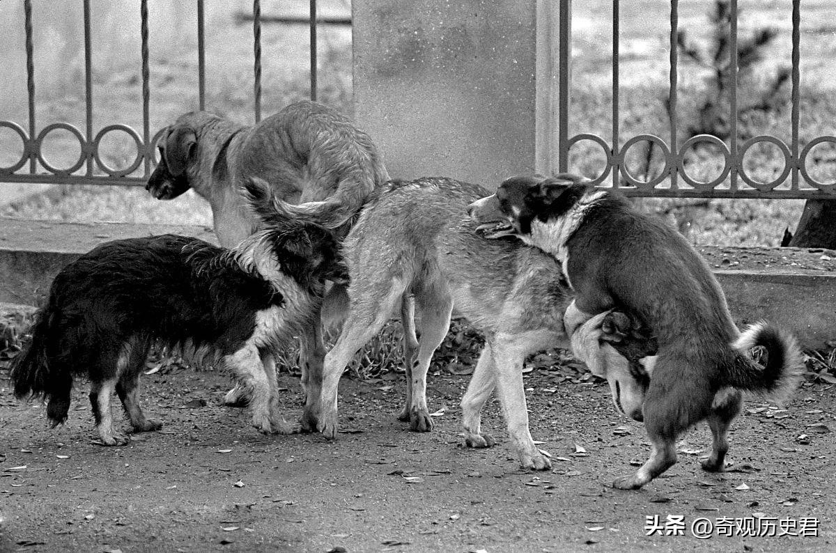雄性动物进化器官,雄性生物生殖进化