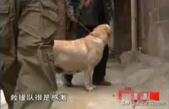 男子捡400只流浪狗,四川男子从路边捡来黑狗完整版