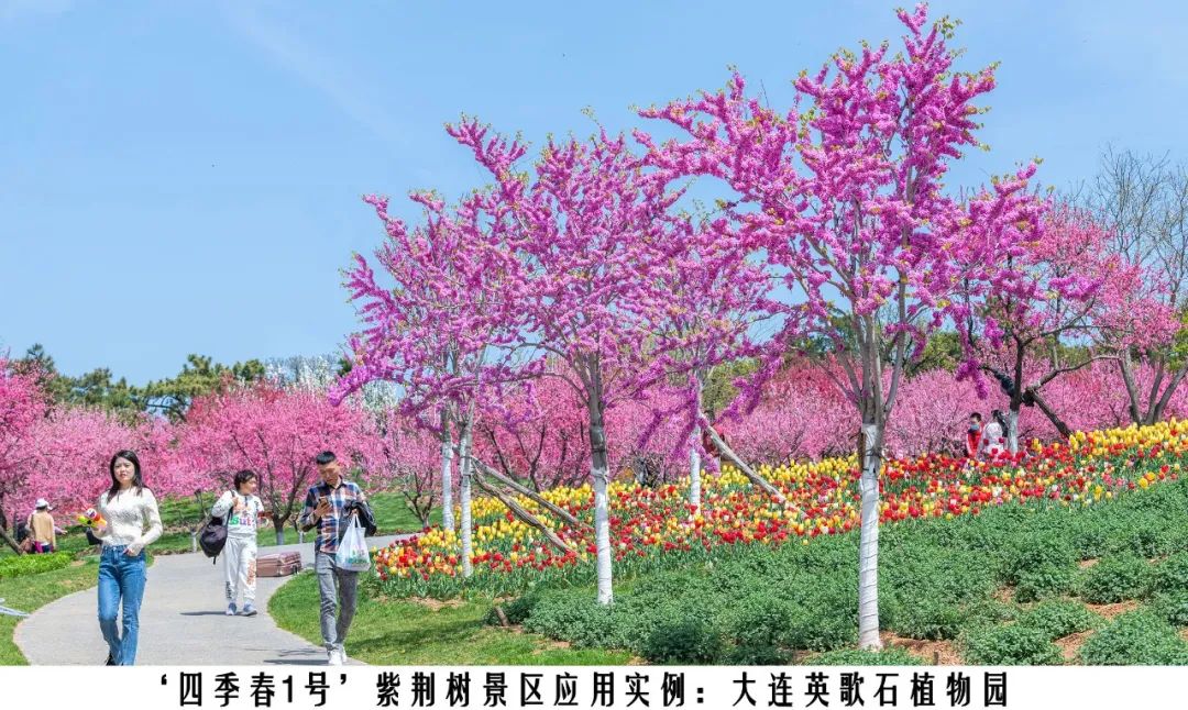 四季紫荆树新品种,四季春一号紫荆树施工方法