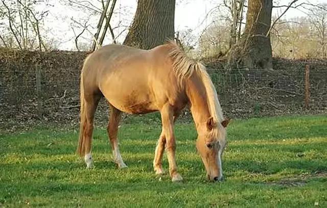 发挥了重大作用的邕州买马司（南宁文史录32）