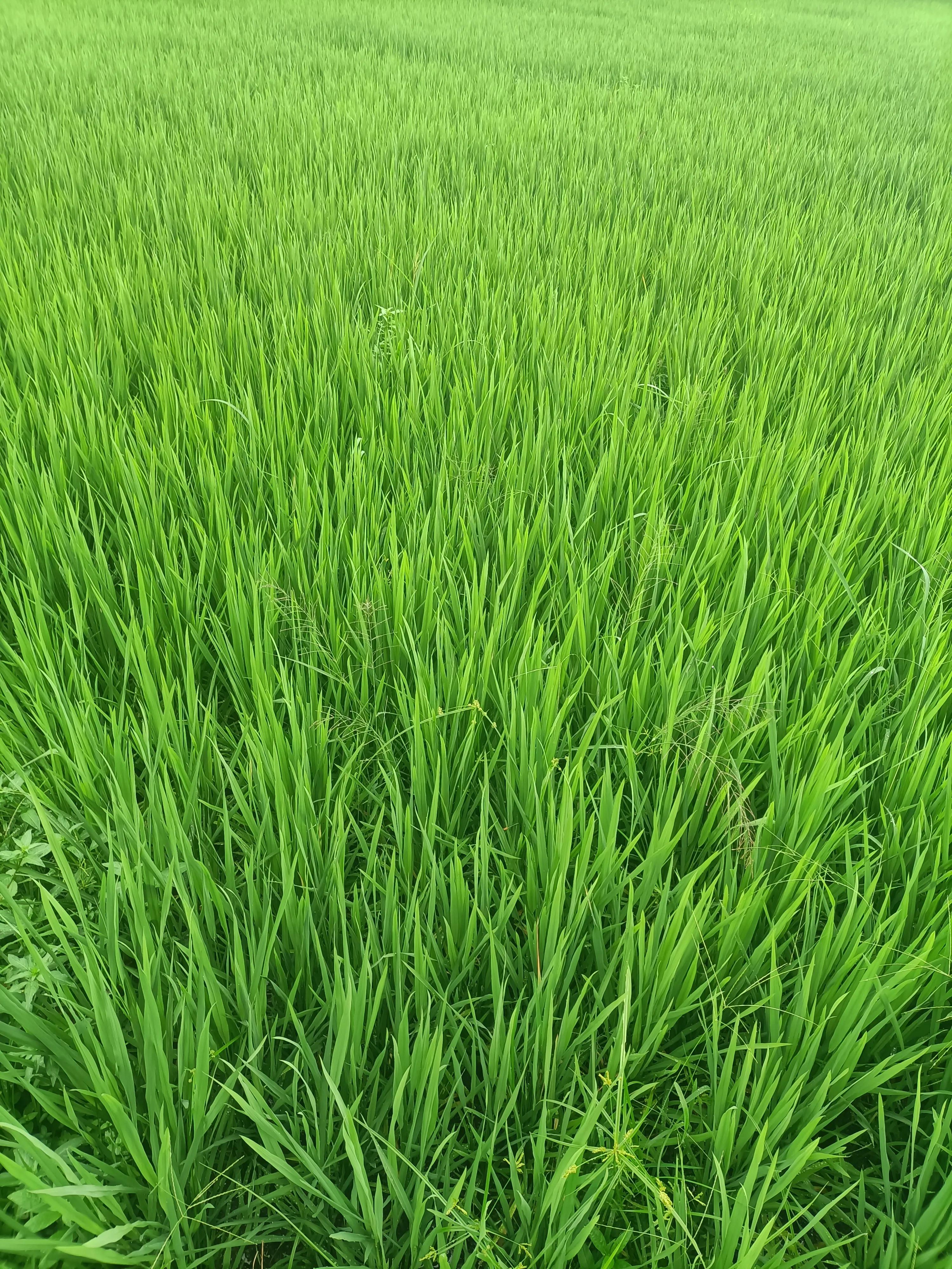 灏戝勾璁板繂灏忚,灏戝勾璁板繂