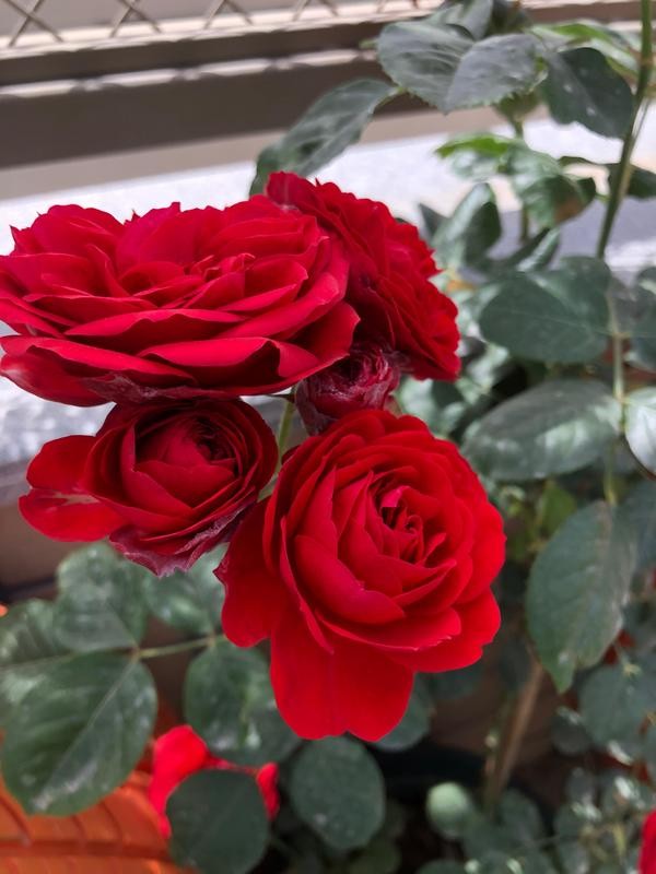 每个人心中都有一个美丽的花园,每个人心中都有一座属于我的花园