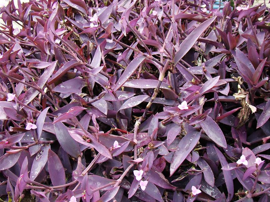 迪拜适合养什么植物,迪拜常见花草